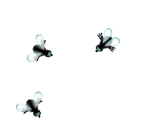houseflies animated in a gif