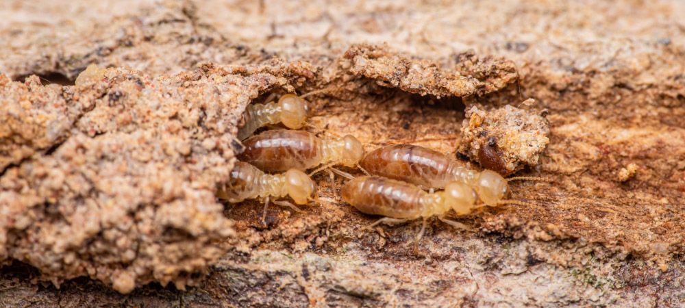 photo of termites